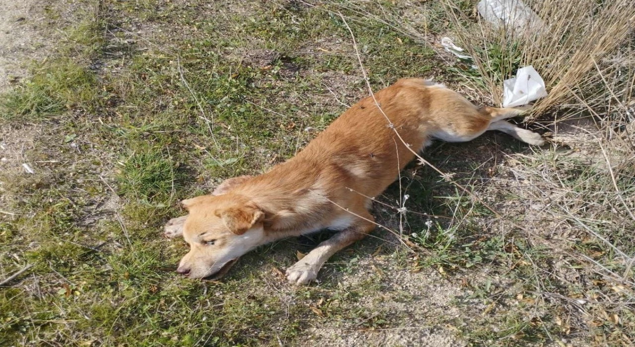 Buldanda yol kenarında ölü köpekler bulundu