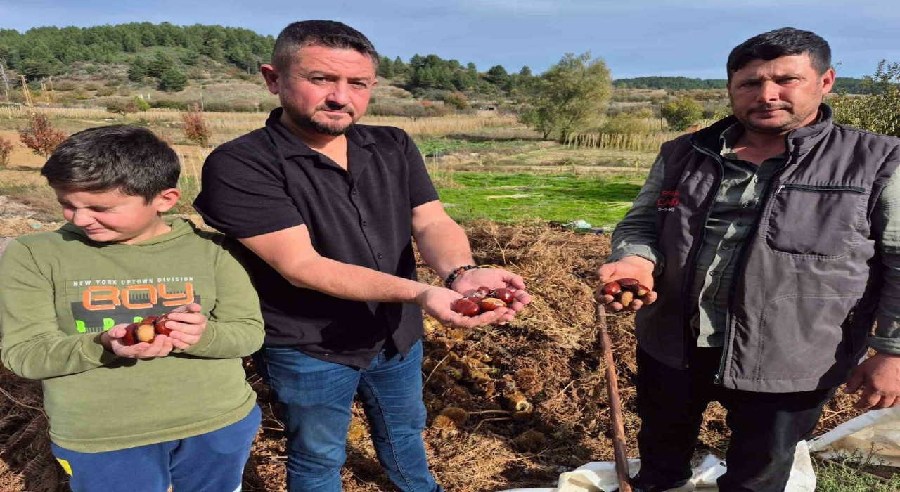 Buldanın tescilli kestanesinde hasat zamanı