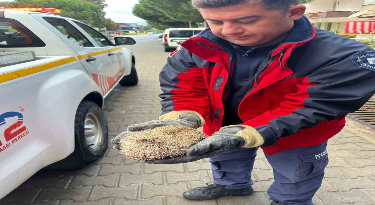 Burhaniyede mazgala sıkışan kirpiyi itfaiye kurtardı