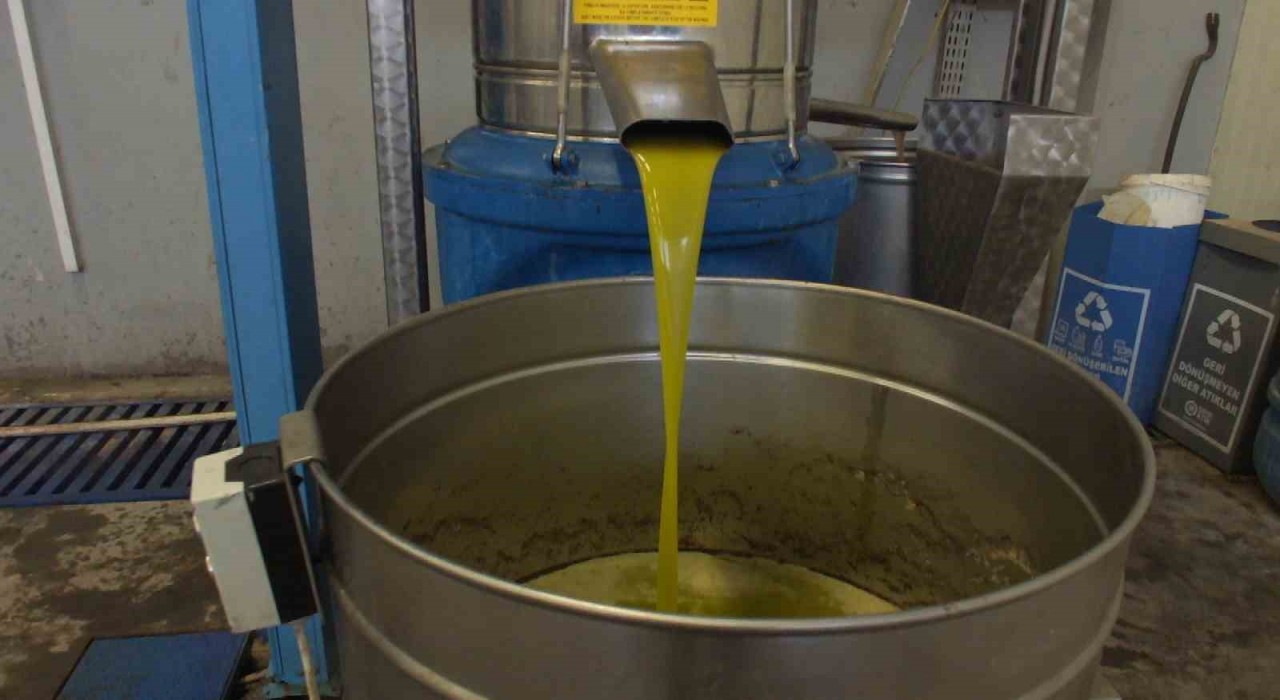 Burhaniyede zeytinde rekolte düşük, ancak yağda kalite yüksek