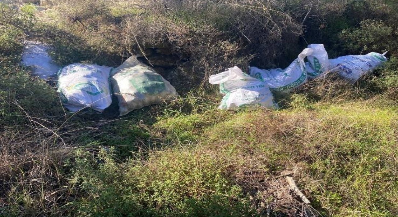 Çaldıkları çam fıstıklarını otların arasına sakladılar