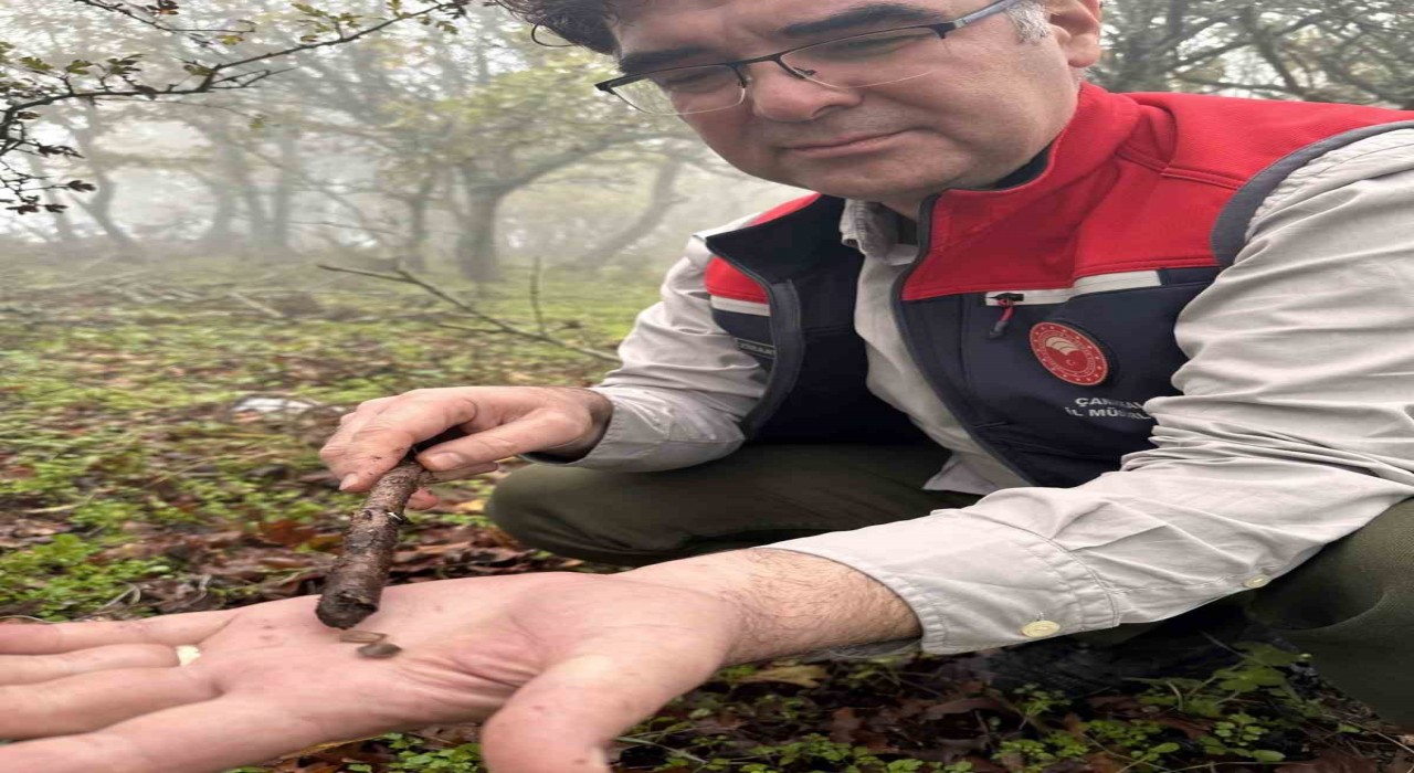 Çanakkalede hububat zararlısı süneye geçit yok