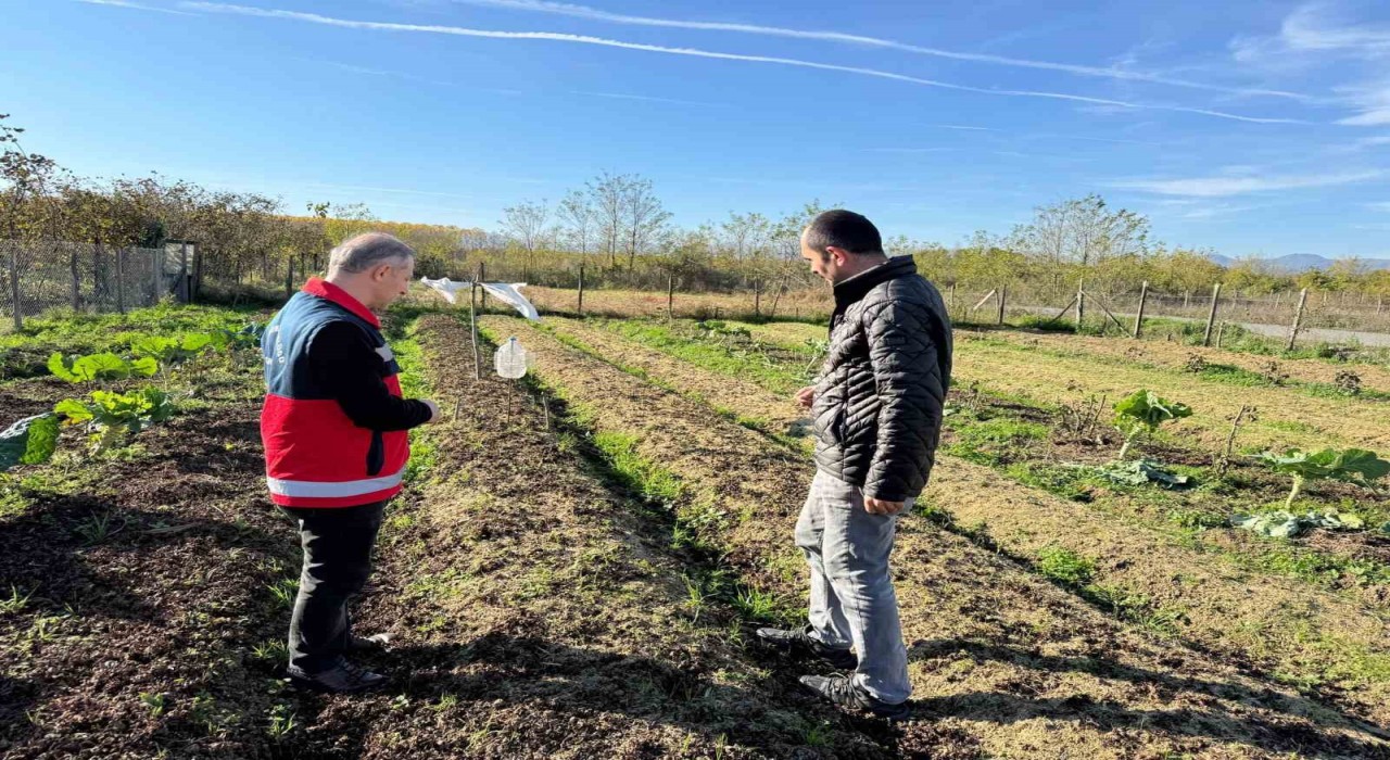 Çarşamba Ovasının yeni gözdesi: Salep