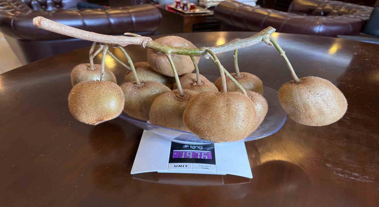 Çarşambada 180 gramlık kivi tescillendi