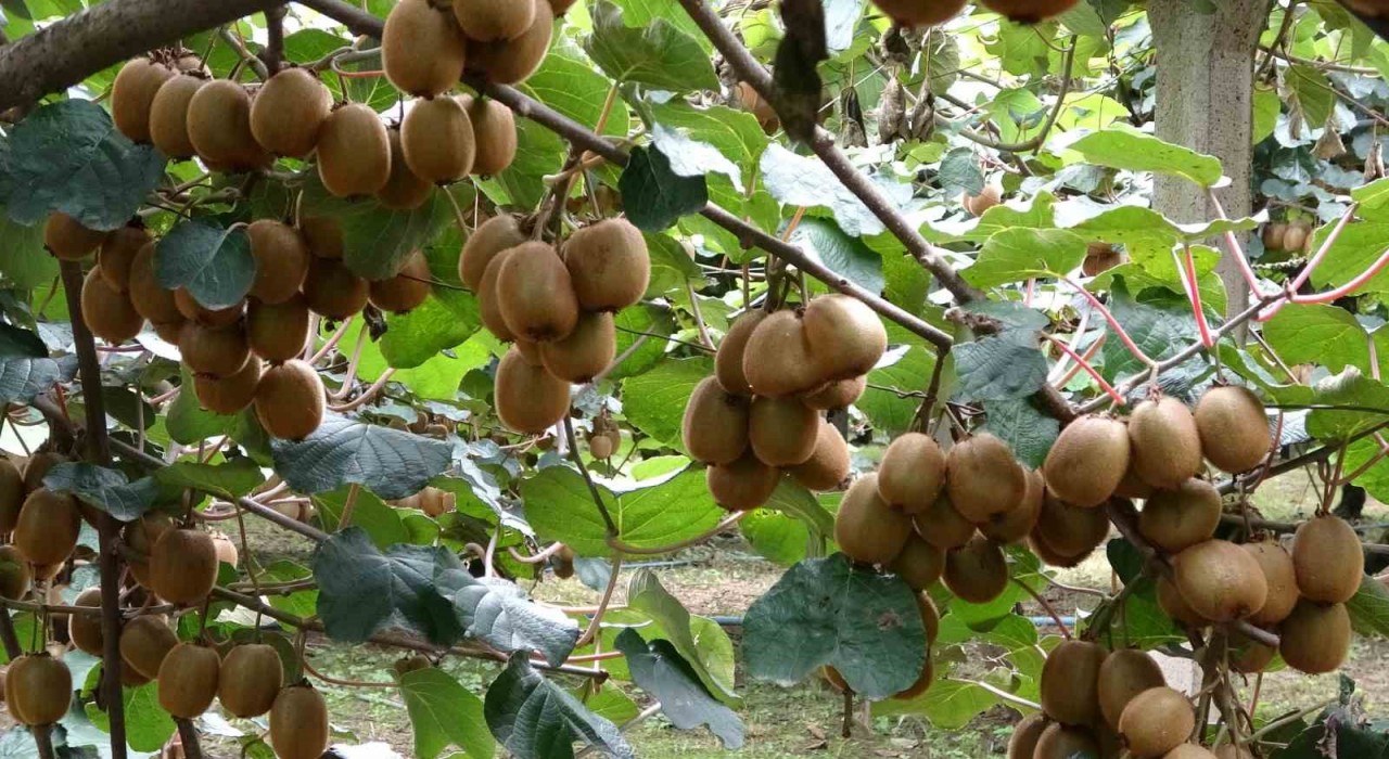 Çarşambada kivi hasadı başladı: Hedef Türkiye birinciliği