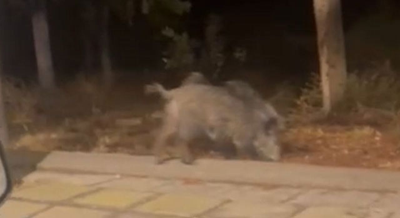 Çukurova Üniversitesi Yerleşkesinde Domuz Sürüsü Görüntülendi