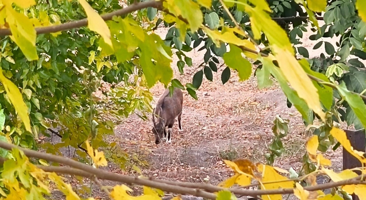 Dağ keçileri sonbahara renk kattı: Tuncelide görsel şölen