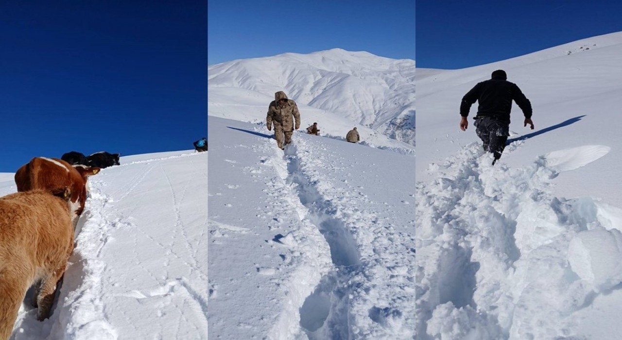 Dağda mahsur kalan 19 büyükbaş ekipler tarafından kurtarıldı