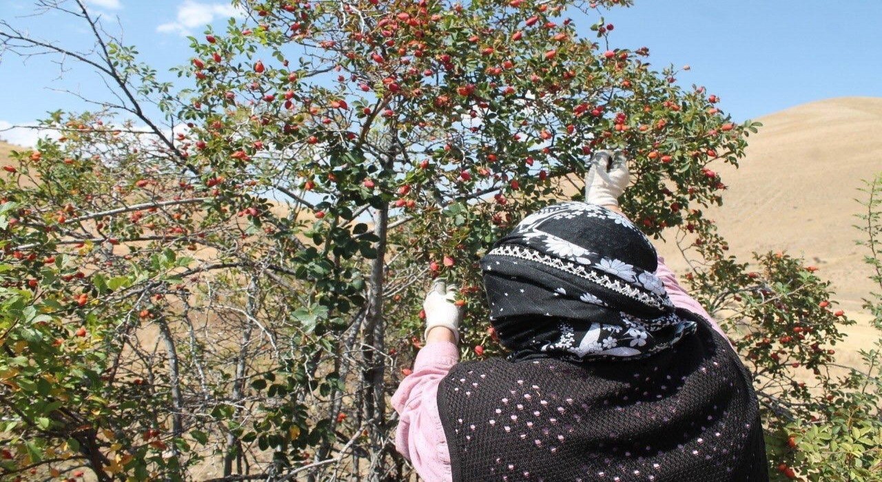 Dağların kırmızı hazinesi kuşburnu için hasat zamanı