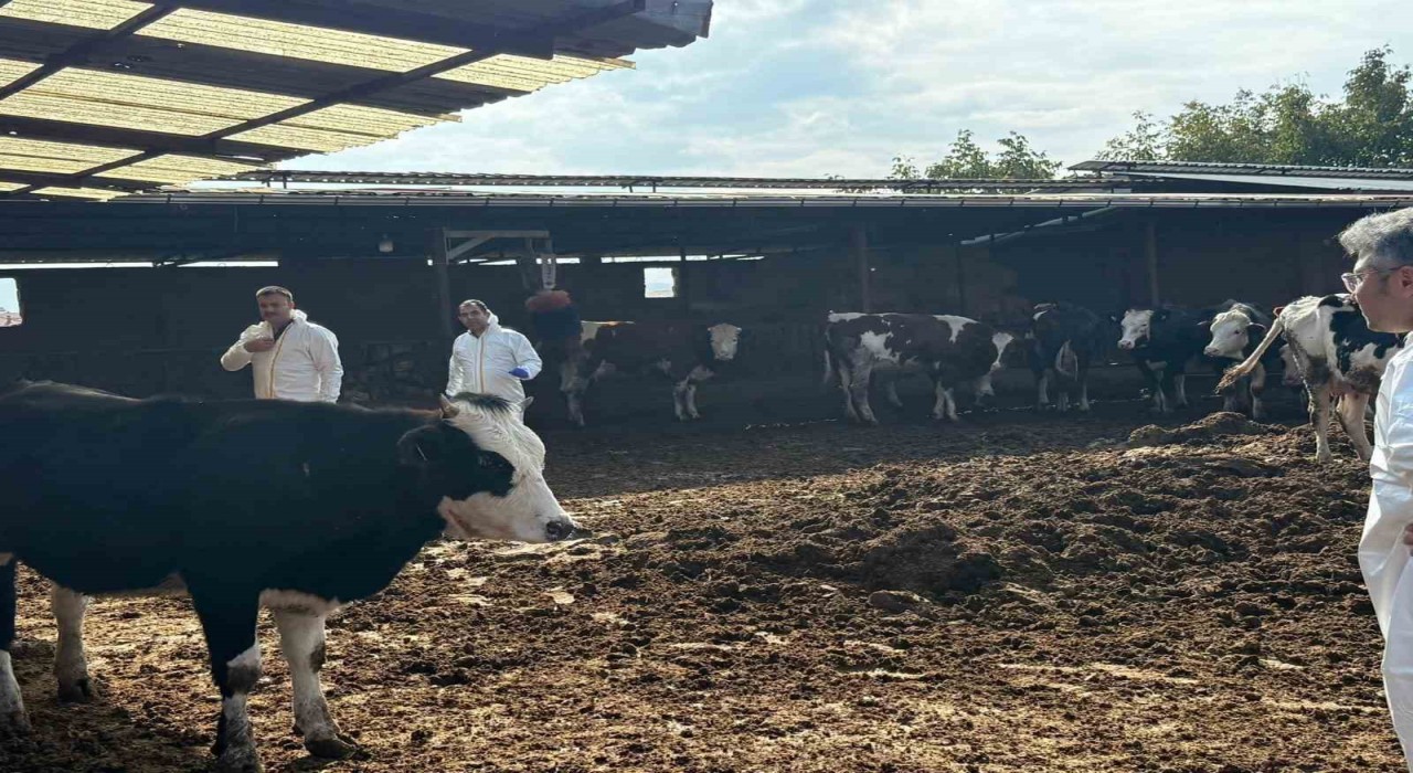 Denizlide şap hastalığına karşı tedbirler arttırıldı