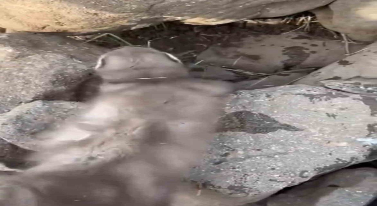 Diyarbakırda bitkin halde bulunan gelincik, vatandaşlar tarafından görüntülendi