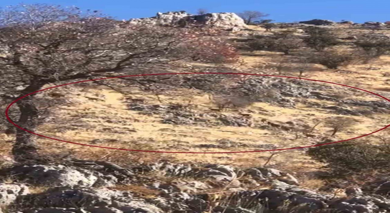 Diyarbakırda dağ keçileri sürü halinde görüntülendi