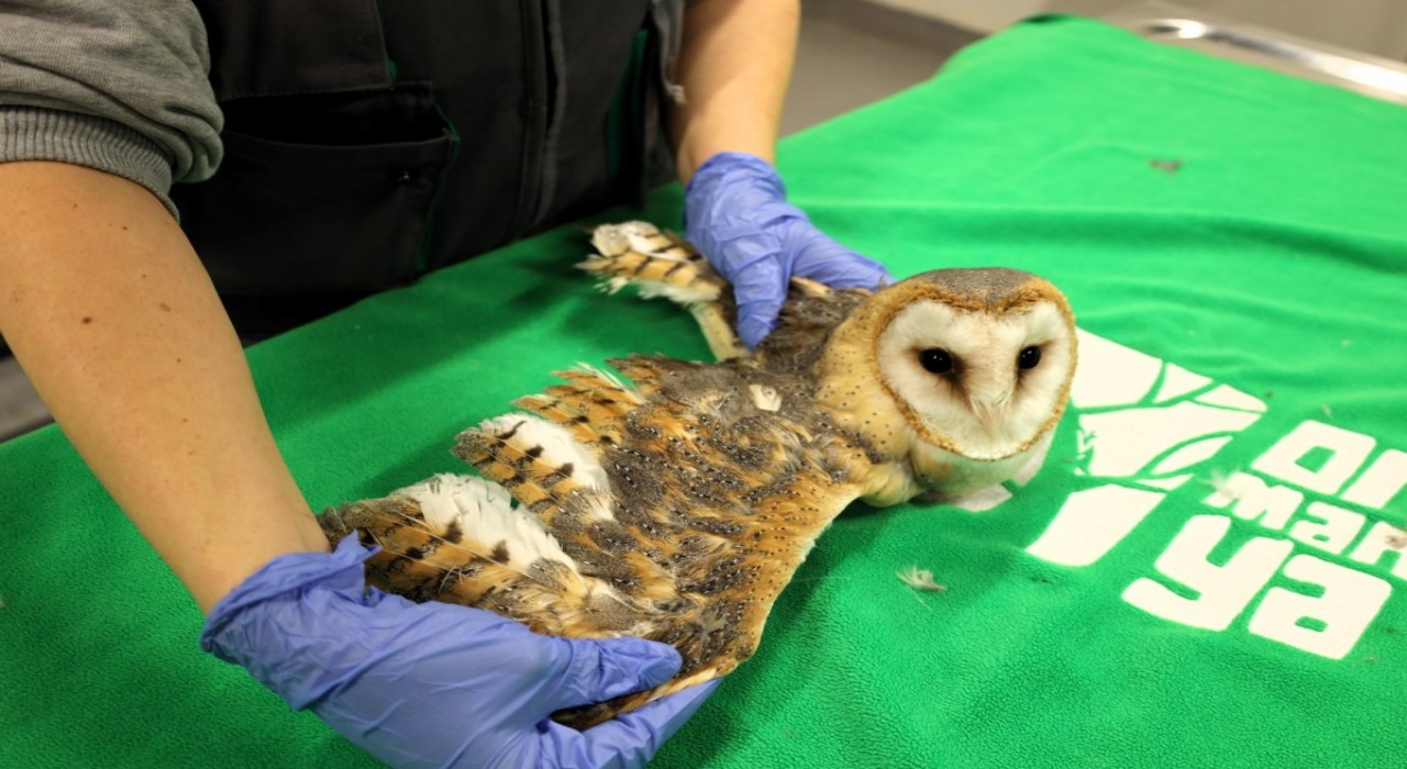 Doğanın şifası Ormanyada: Bu merkez yaban hayvanlarına umut oluyor