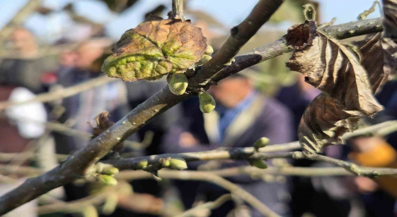Doğru budama ile 500 metrekareden alınan fındık, 10 dönümlük bahçeden alınan fındığı solluyor