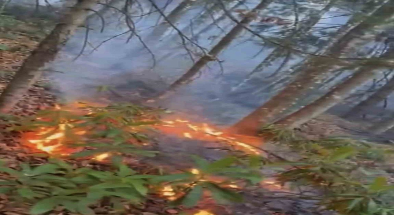 Düzcede ormanlık alanda örtü yangını