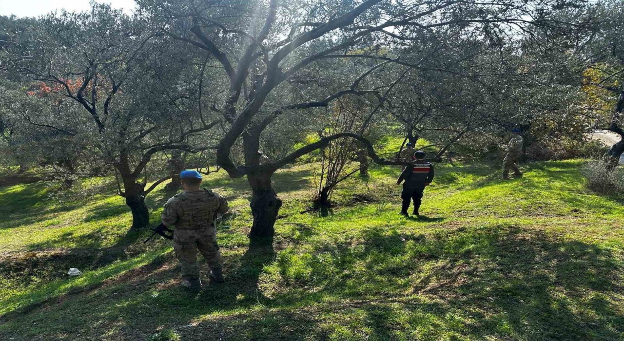 Edremitte zeytin hırsızlığına karşı komandolar sahada