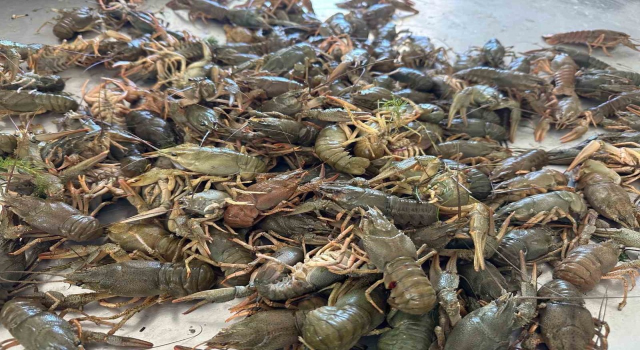 Eğirdir Gölünde Kerevit av yasağı başladı