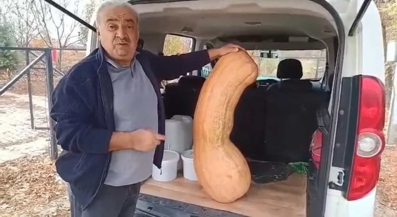 Elazığda 47 kilogramlık 113 santimetre kabak görenleri şaşırttı
