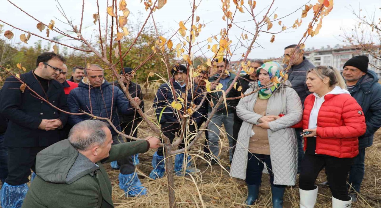 Elazığda ağaç budama ve aşılama eğitimi