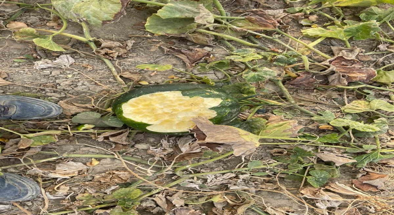 Elazığda bahçeler domuzlarının istilasına uğradı