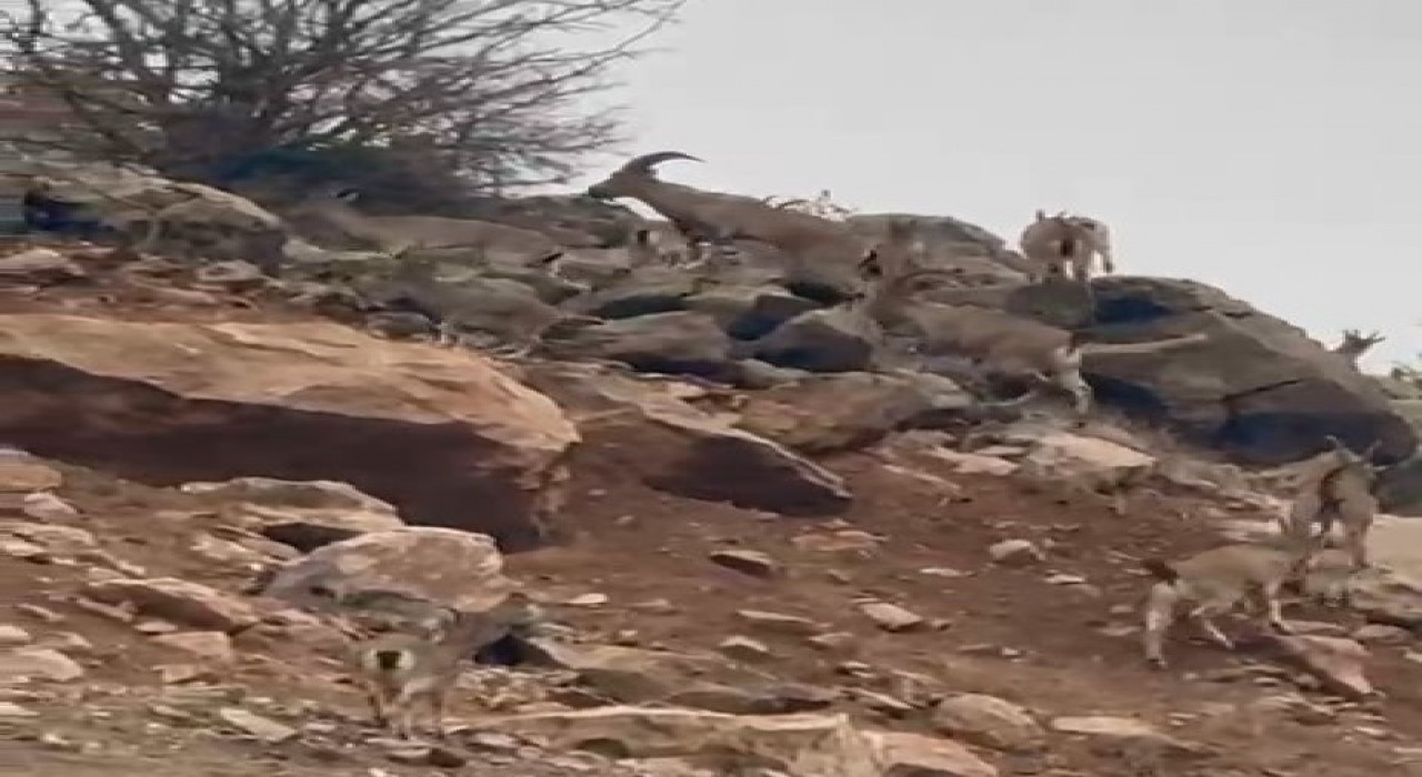 Elazığda dağ keçileri sürü halinde görüntülendi