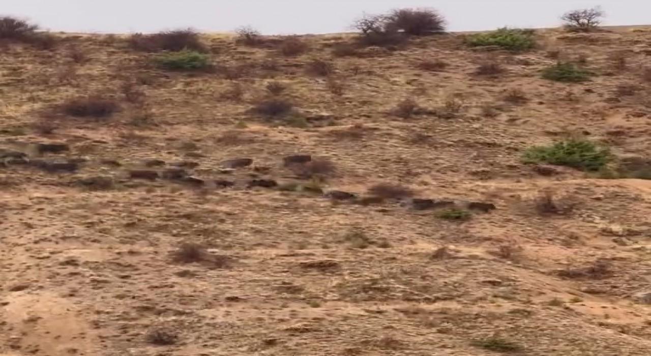 Elazığda domuz sürüsü görüntülendi