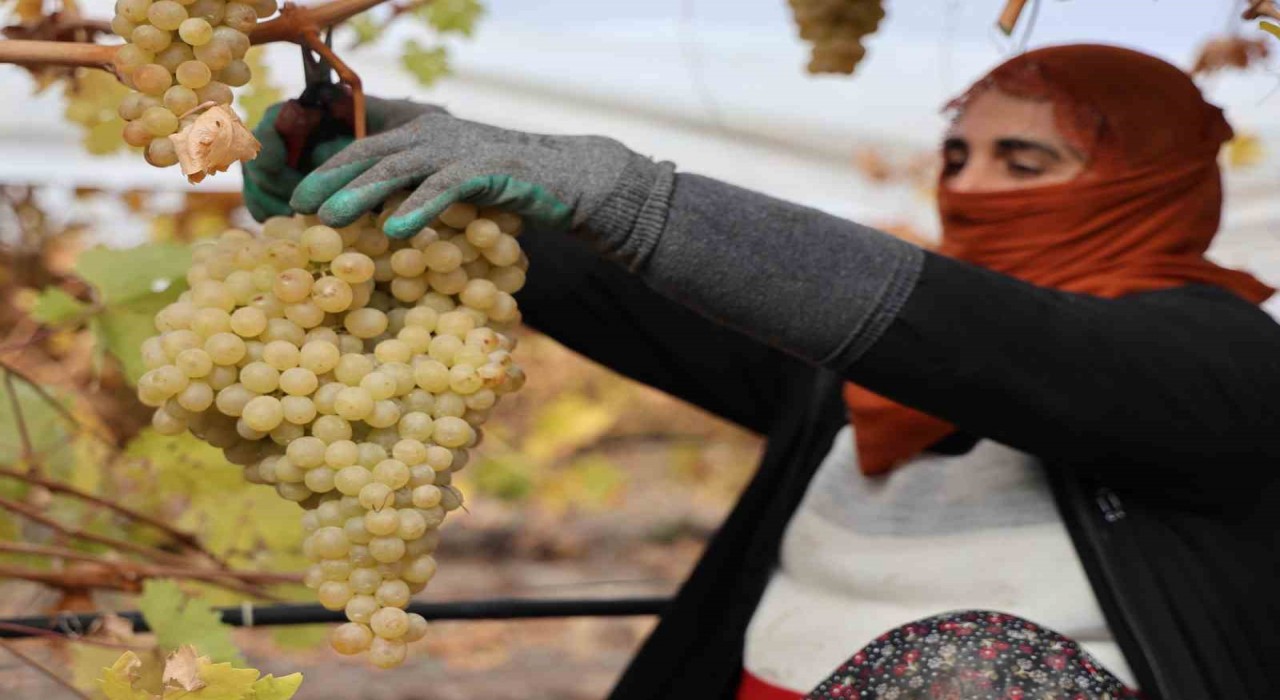 Elazığda donun vurduğu üzümde rekolte yüzde 80 düştü