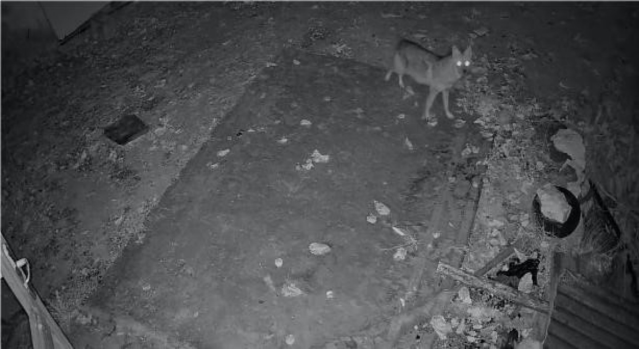 Elazığda evin etrafında yiyecek arayan çakal kamerada