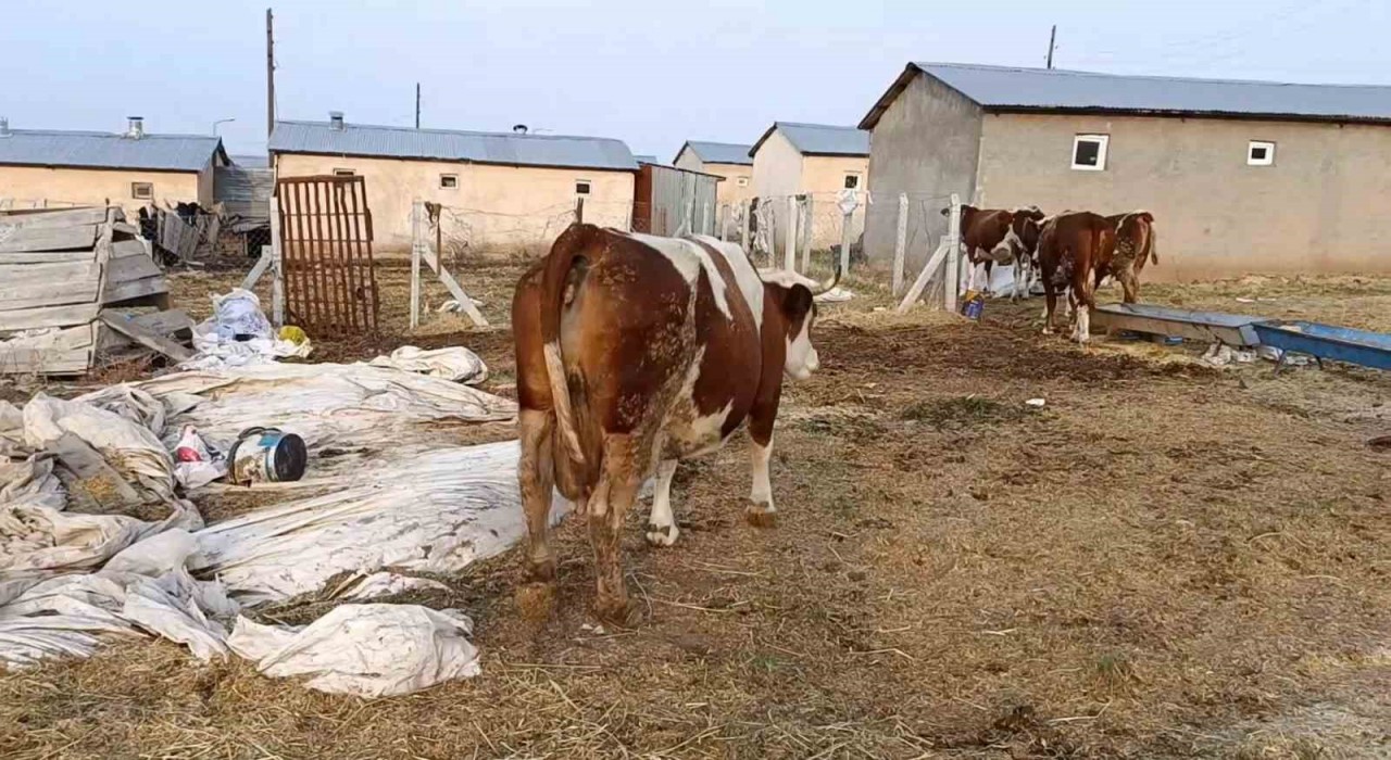 Elazığda şap hastalığı ve ölümler üreticiyi zorluyor