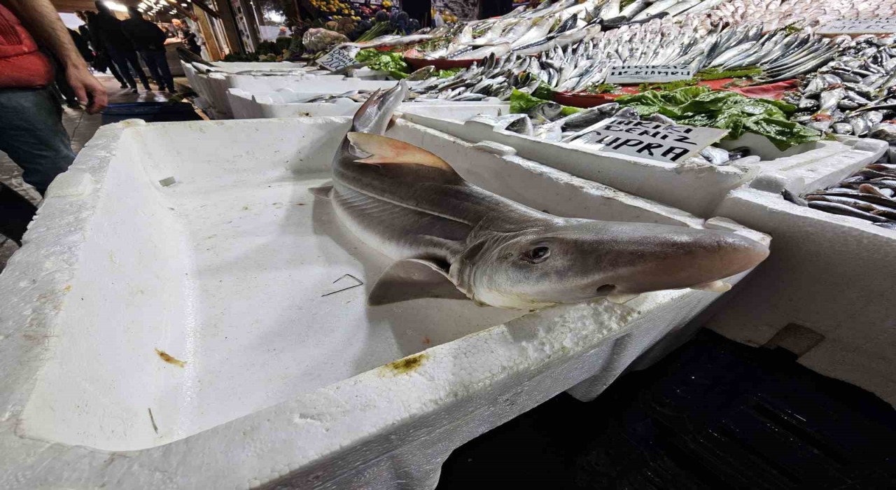 Elazığda satışa çıkarılan köpek balığı ilgi odağı oldu