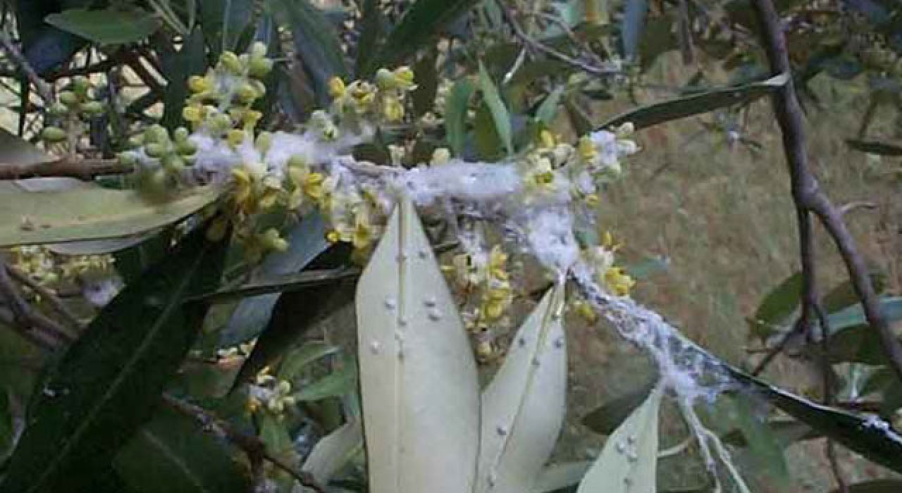 Ellek Belediyesi’nden Zeytin Üreticilerine Pamuklu Bit Uyarısı