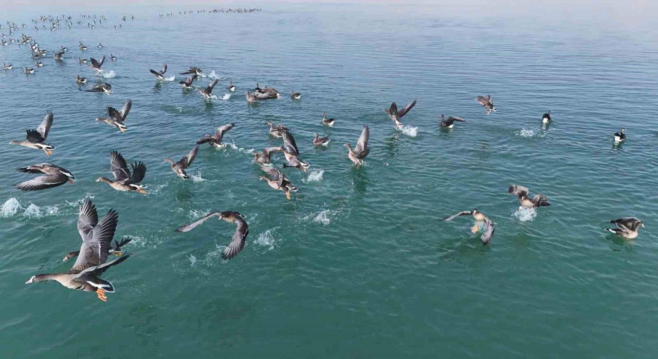 Erçek Gölünün yeni misafirleri küçük sakarcalar havadan görüntülendi
