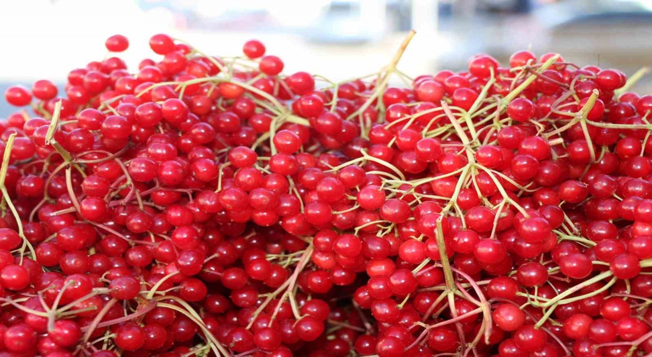 Erzincanda şifa deposu gilaburuya yoğun ilgi