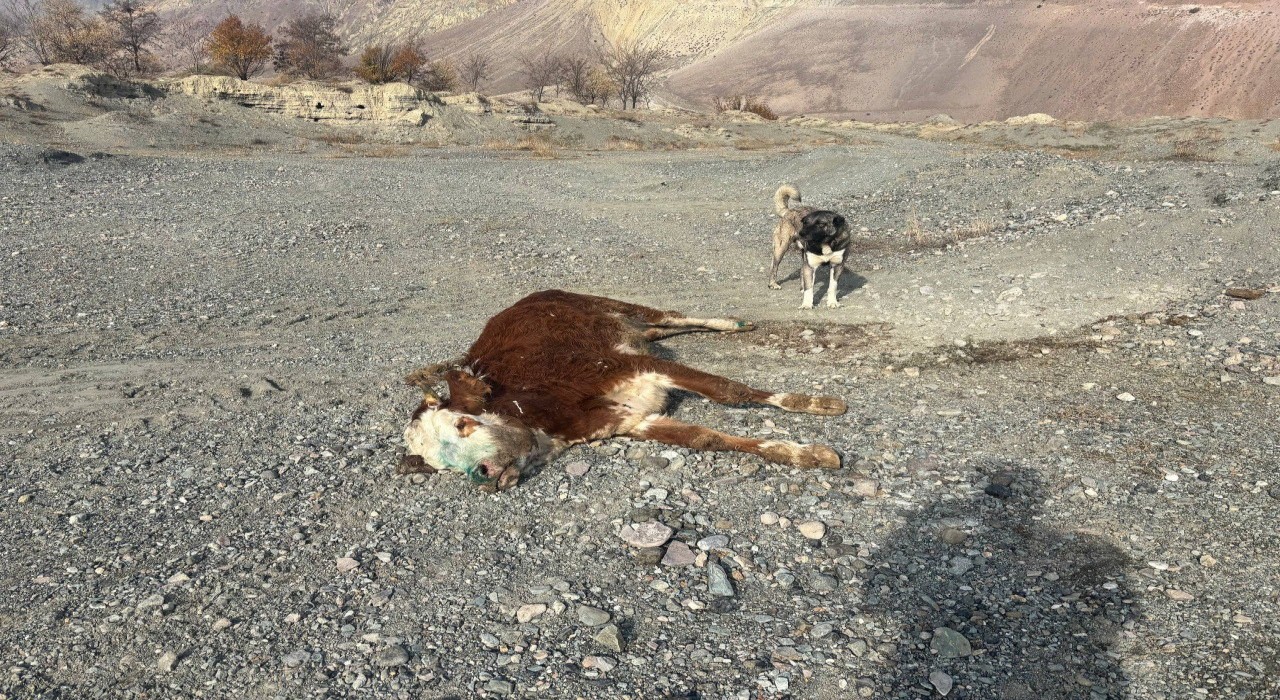 Erzincanda tehlikeli sorumsuzluk: Şaplı hayvanlar meraya atıldı