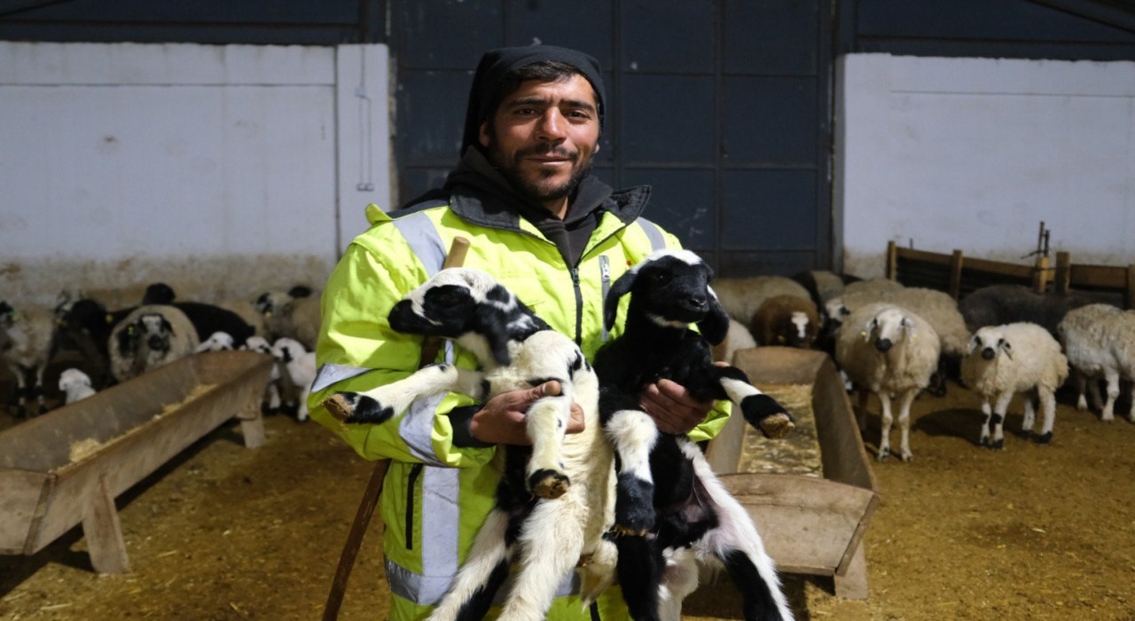 Erzincanda yılın ilk kuzuları doğdu: Üreticilerin umudu tazelendi