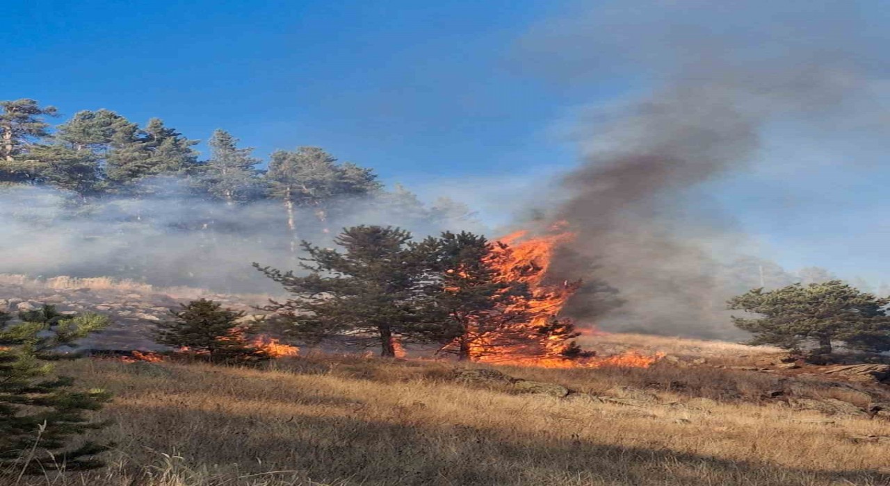 Erzurumda orman yangını
