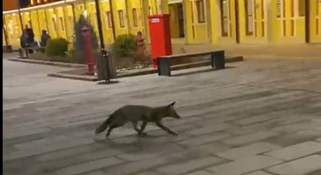 Eskişehir garında tren beklerken gördükleri tilki karşısından hayrete düştüler