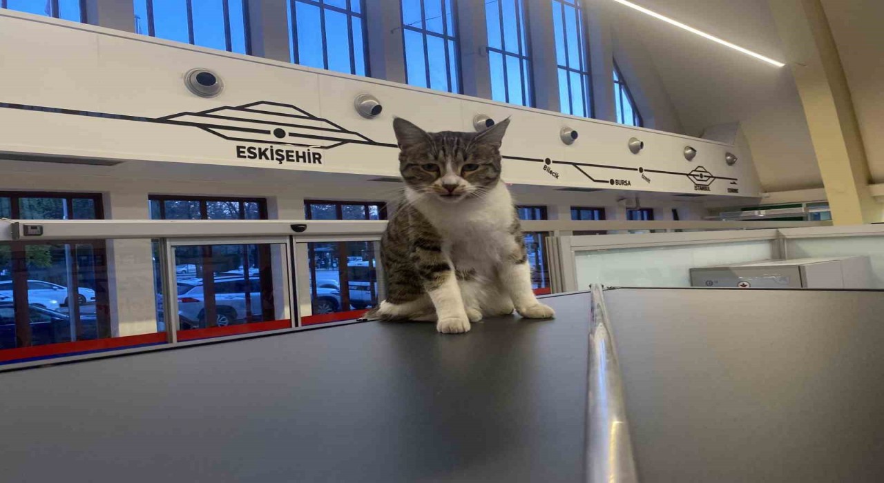Eskişehir Tren İstasyonunun müdavim kedileri