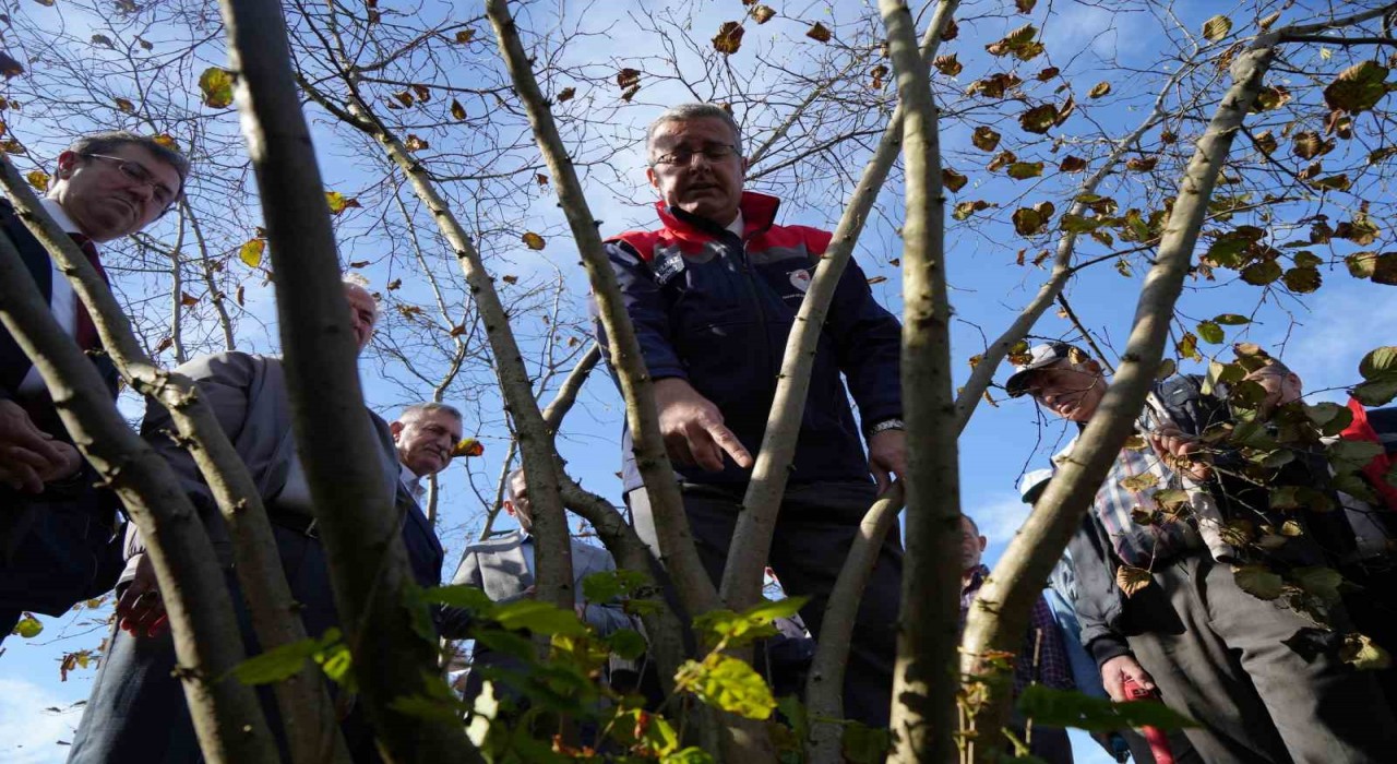Fındıkta çok dal, çok fındık anlamına gelmiyor