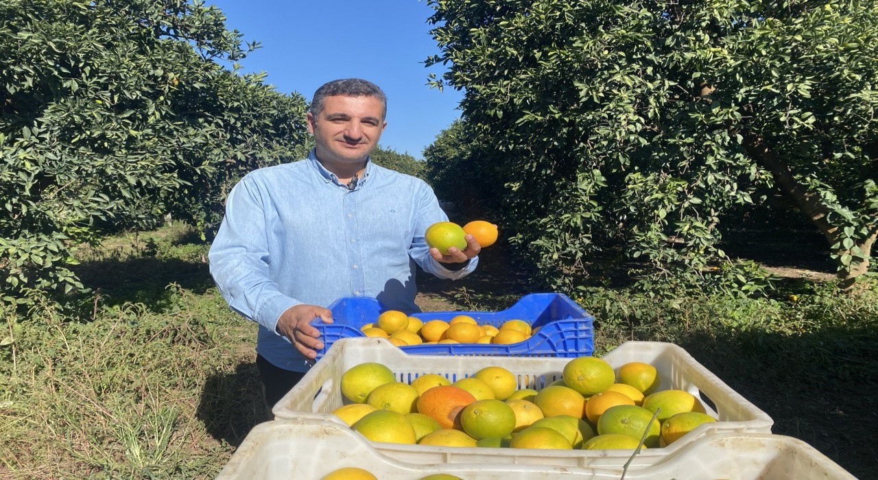 Finikede portakal sezonu başladı, 250 bin ton rekolte bekleniyor