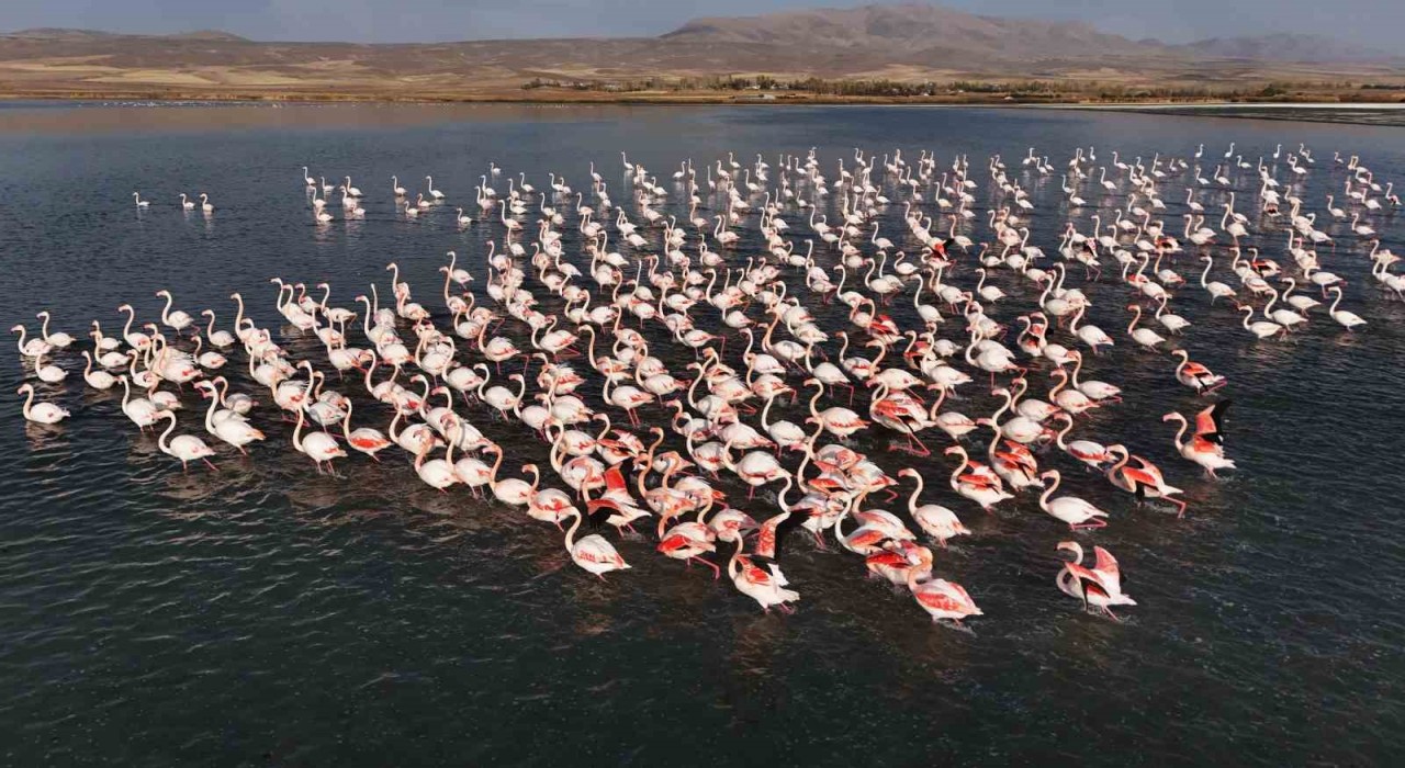 Flamingolar, Erçek Gölündeki konaklama süresini uzattı