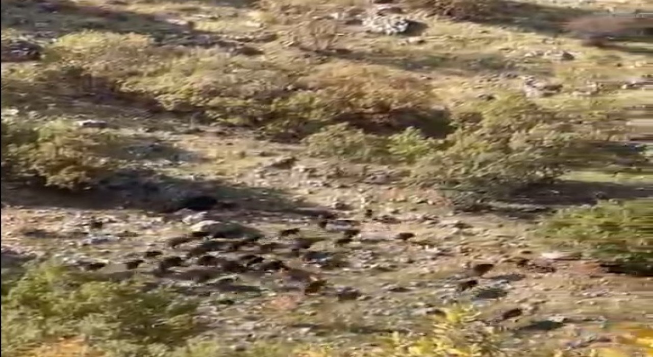 Gercüşte domuz sürüleri görüntülendi