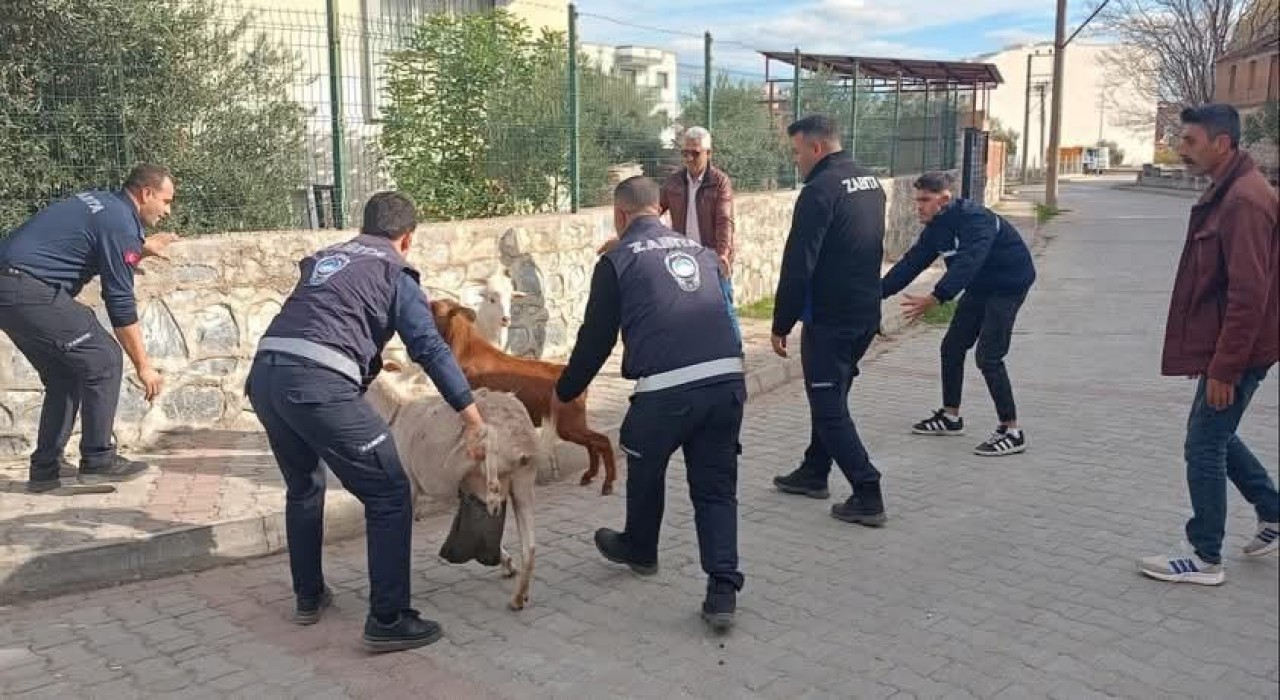Germencikte başıboş keçiler toplandı