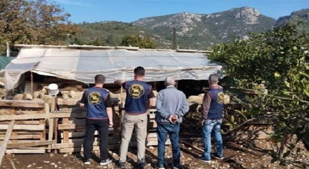 Germencikte çalınan hayvanlar bulunarak sahibine teslim edildi