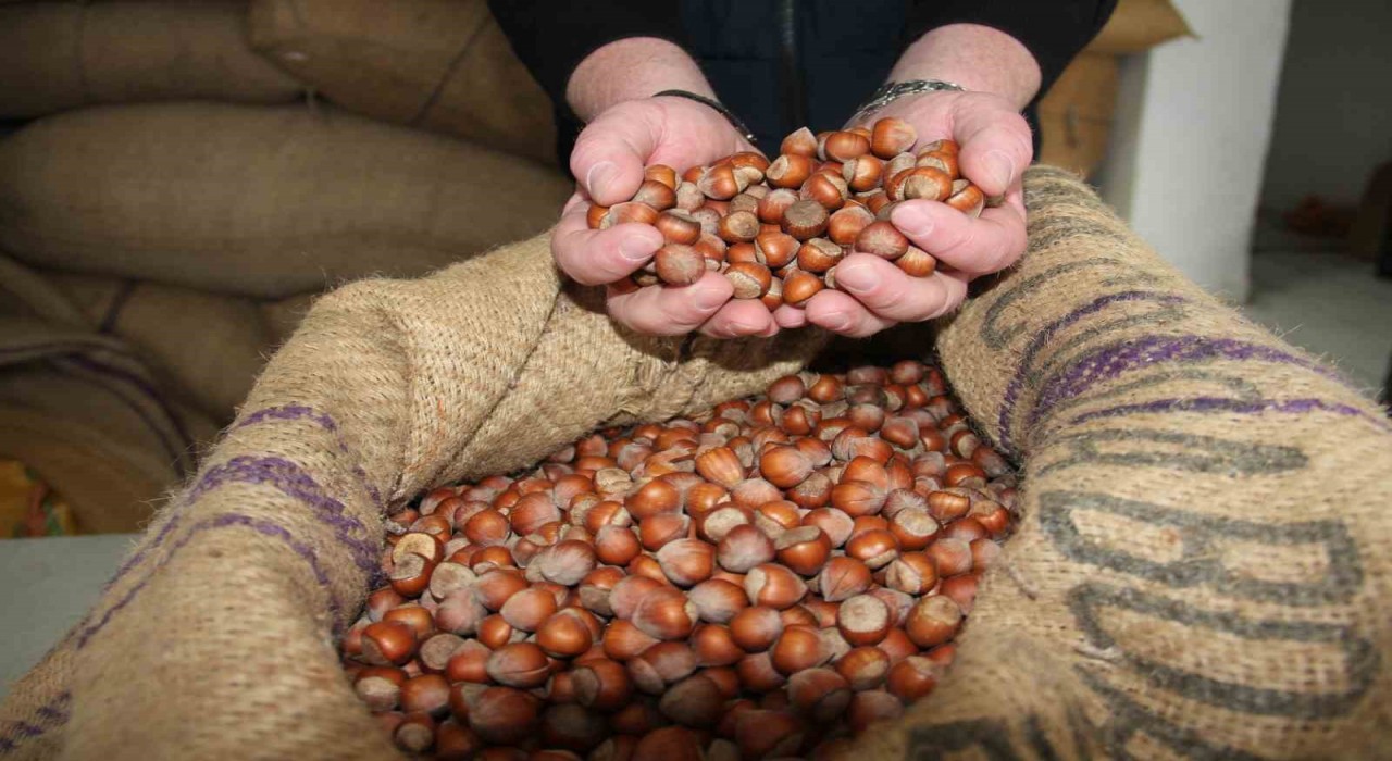 Giresunda fındık fiyatları tekrar yükselişe geçti