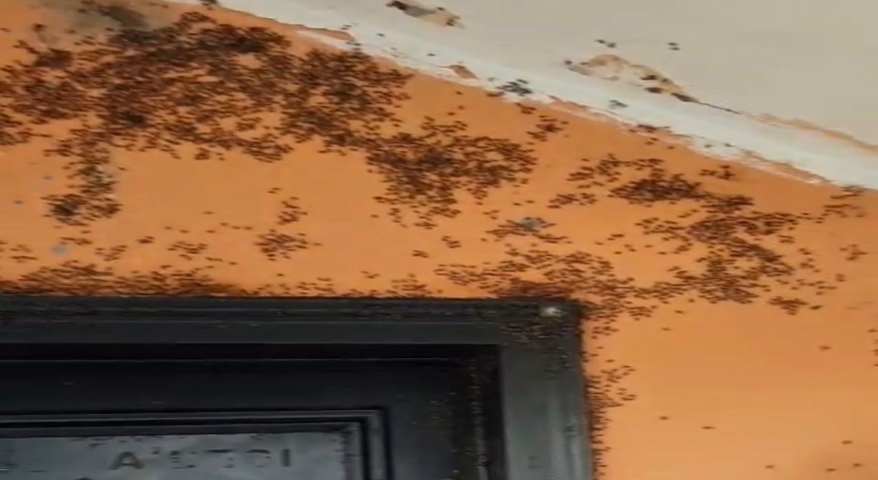 Gönende kara sinek istilası;