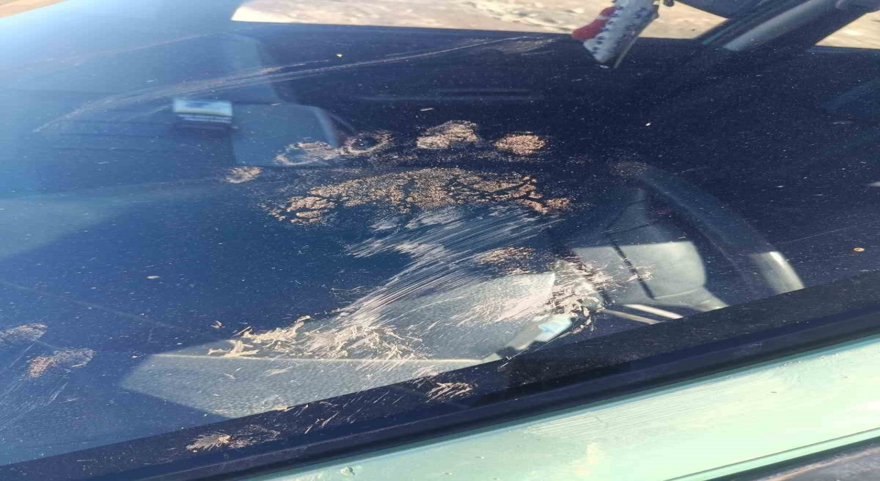 Gümüşhanede ayı park halindeki araca saldırdı