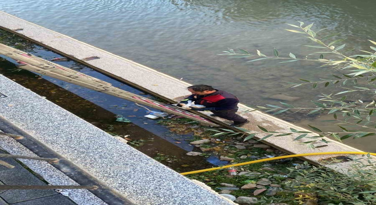 Gümüşhanede çaya düşen yavru kediyi itfaiye ekipleri kurtardı