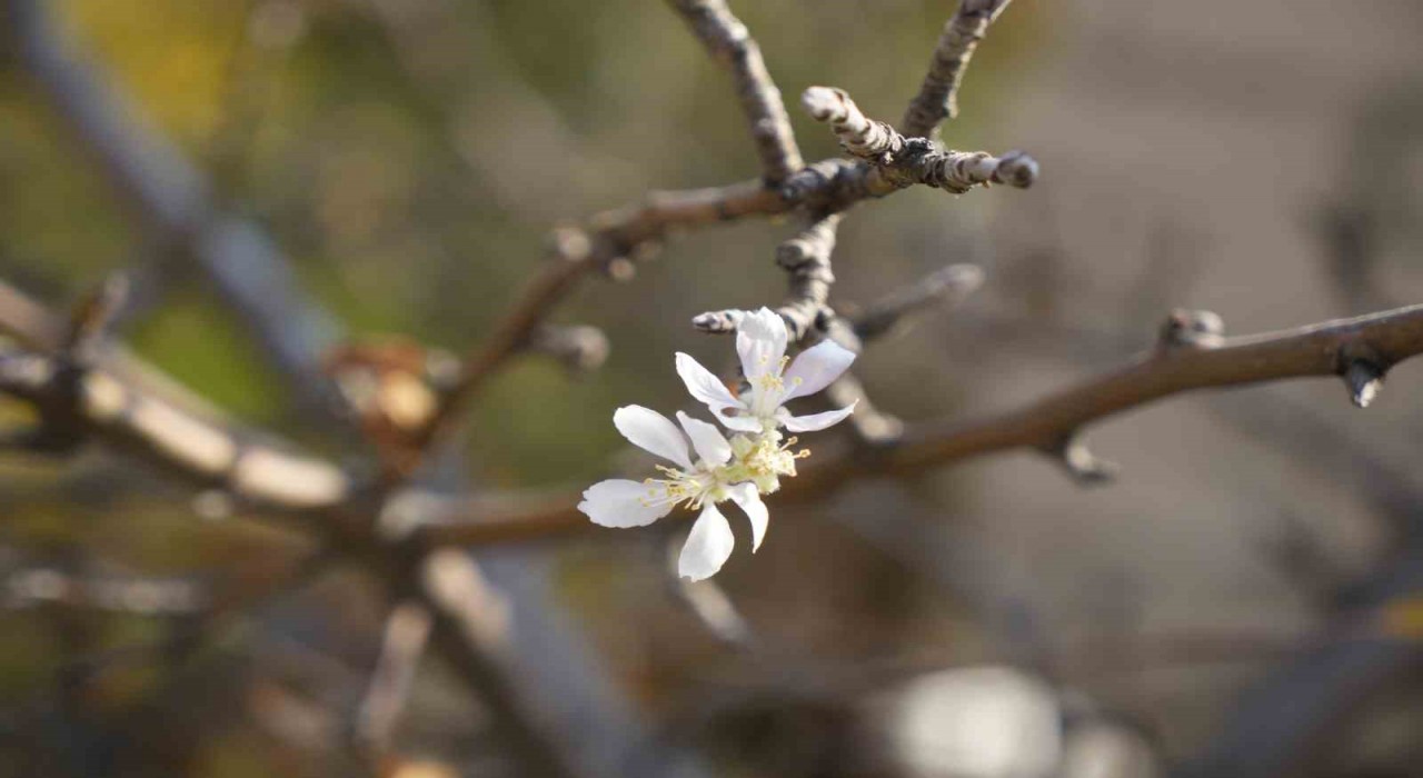 Gümüşhanede Kasım ayında çiçek açan elma ağacı şaşırttı