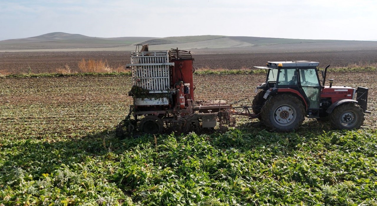Gün doğmadan başlayan mesai sürüyor: Ankarada şeker pancarı hasadı tempo kesmiyor